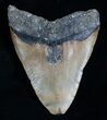 Bargain Megalodon Tooth - A Beast #5548-2